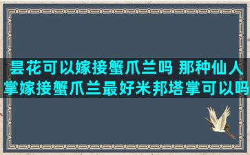 昙花可以嫁接蟹爪兰吗 那种仙人掌嫁接蟹爪兰最好米邦塔掌可以吗